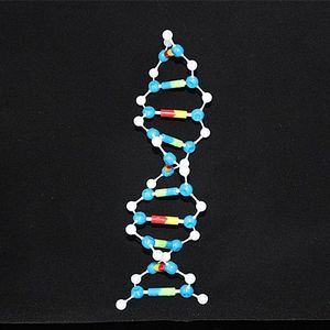 DNA model kit biologische moleculaire modellen dubbele helix Moleculaire Structuur model Deoxyribonucleic zuur 10 Layer onderwijs Gebruiksvoorwerp