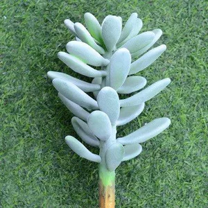 calathea warscewiczii standort Calathea warscewiczii 100 cm | Korbmarante im Ø21 cm Topf – Immergrün &  Haustierfreundlich main image 1