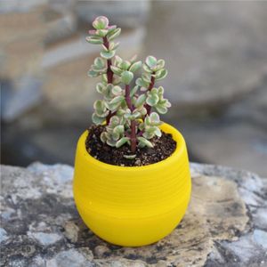 Kleurrijke Bloempotten Home Office Decor Mini Bloempot Tuin Onbreekbaar Plastic Kwekerij Potten Voor Succulent Plantenbakken