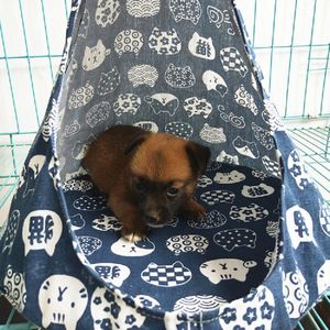 Creatieve Kat Puppy Dog Conische Slapen Bed Mand Hangmat Bed Matten Venster Comfortabele Kooi Kat Hangmat Zonder Velgen