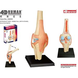 Menselijk Knie Model 4D Puzzel Afneembare Diy Educatief Speelgoed Flexibele Verminderde Grootte Skelet Anatomie Tool Medische