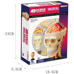 Menselijke Schedel Anatomie 4D Master Puzzel Montage Speelgoed Medische Modellen