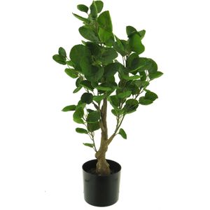 Polyscias fabian in pot green 64cm