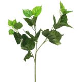 Polystichum varen groen 46cm