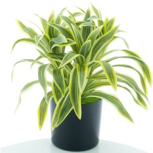 Dracaena in pot green/yellow 30cm