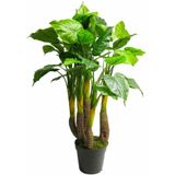 Anthurium Avanti green 120cm