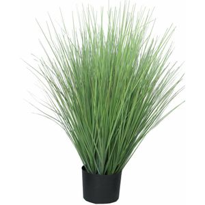 King festuca green in pot 76cm