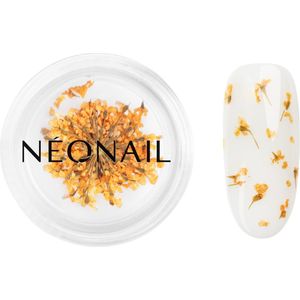 Dried flowers 03 - Orange