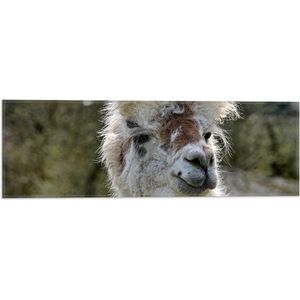 WallClassics - Vlag - Witte Lama van dichtbij - 60x20 cm Foto op Polyester Vlag