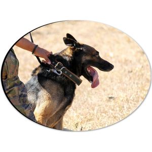 WallClassics - Dibond Ovaal - Getraine Legerhond in Actie - 28x21 cm Foto op Ovaal (Met Ophangsysteem)