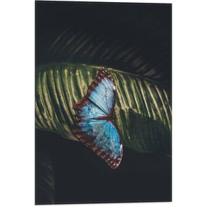 WallClassics - Vlag - Blauw met Zwarte Vlinder op Groen Blaadje - 40x60 cm Foto op Polyester Vlag