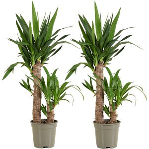 Bloomique - Set van 2 - Yucca Elephantipes - Palmlelie - Kamerplanten - Luchtzuiverend - Gemakkelijk in onderhoud - Pot 17cm - 70-80cm Hoog