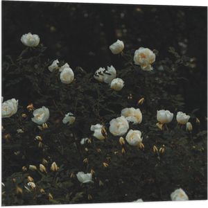 WallClassics - Vlag - Struik met Witte Bloemen - 80x80 cm Foto op Polyester Vlag