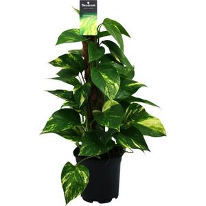 Plantenboetiek.nl | Scindapsus (Epipremnum) - Ø15cm - 40-50cm hoog - Kamerplant - Groenblijvend