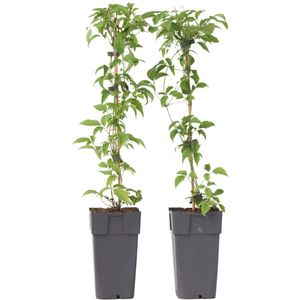Plant in a Box - Clematis montana 'Grandiflora' - set van 2 - Bosrank - ⌀50cm - Hoogte 60-70cm