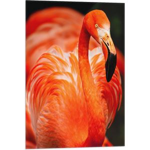 WallClassics - Vlag - Rode Flamingo - 50x75 cm Foto op Polyester Vlag