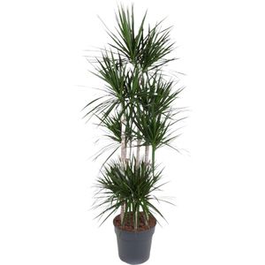 dracaena-marginata