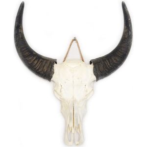 Waterbuffelschedel - skull - schedel