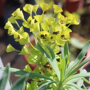 6x Euphorbia characias wulfenii - Wolfsmelk - Pot 9x9 cm