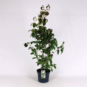Plants Online - Tuinplanten - Heesters - Set van 1 - Cornus kousa chinensis - 10 liter pot - Plant 100-125 cm