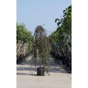 Rode treur sierappel Malus Royal Beauty stamhoogte 200 cm stamomtrek 6-10 cm totaalhoogte 220-240 cm