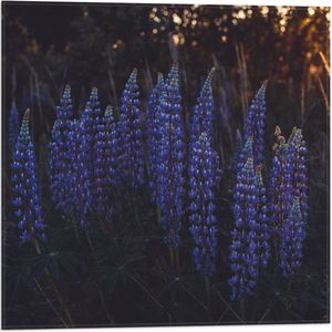 WallClassics - Vlag - Blauwe Lupine Plant - 50x50 cm Foto op Polyester Vlag