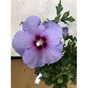 Hibiscus syriacus 'OISEAU BLEU' - Altheastruik 40-60 cm in pot