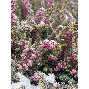 Winterheide Roze - 10 Stuks - Erica carnea 'Praecox Rubra' - P9.5