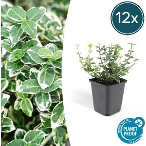 Trendyplants - Euonymus 'Emerald 'n Gaiety' - Japanse kardinaalsmuts - 12 stuks - Winterhard - Hoogte 10-20cm - Potmaat Ø9cm