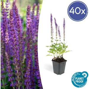 Trendyplants - Salvia Nemorosa 'Ostfriesland' - 40 stuks - Salie - Winterhard - Hoogte 10-25cm - Potmaat Ø9cm