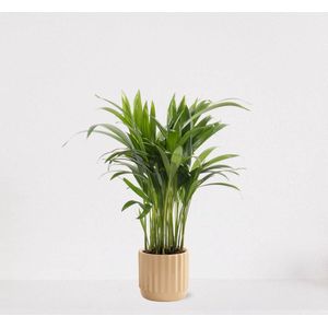 Areca in luxe sierpot Liam Vanille – luchtzuiverende kamerplant – eenvoudig te onderhouden Goudpalm - ↕35-50cm - Ø13 – geleverd met plantenpot – vers uit de kwekerij