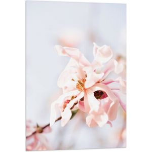 WallClassics - Vlag - Lichtroze Stermagnolia Bloem in Witte Ruimte - 60x90 cm Foto op Polyester Vlag