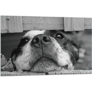 WallClassics - Vlag - Hondenkop door Houten Hek (Zwart- wit) - 105x70 cm Foto op Polyester Vlag