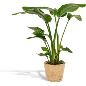 Strelitzia Nicolai - in Mand Igmar - Potmaat 19cm - Hoogte 90cm