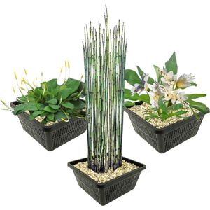 vdvelde.com - Vijverplanten Set - Speciale Waterplanten - Combi set - 9 planten - Plaatsing: -1 tot -40 cm