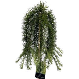Plants Online - Haagplanten - Coniferen - Tuinplanten - Sier coniferen - Set van 1 - Larix kaempferi 'Stiff Weeper' - 7 liter pot - Plant cm Stam 90
