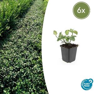 6 Stuks Kardinaalmuts Dart`s Blanket, Haag, Bodembedekker, Euonymus fort. Dart s Blanket - 10-25cm - Ø9cm