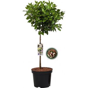 Sneeuwbal op stam - Viburnum Tinus - Totale hoogte 85cm