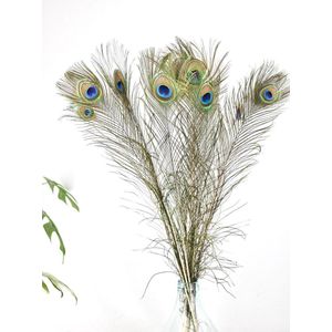 Pauwenveren -  10 stuks - Droogbloemen - 100 cm - Natuurlijk Bloemen