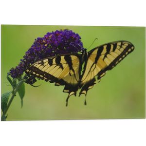 WallClassics - Vlag - Gele Vlinder op Paarse Narcis Bloem - 60x40 cm Foto op Polyester Vlag