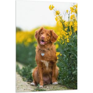 WallClassics - Vlag - Bruine Hond naast Gele Bloemen - 80x120 cm Foto op Polyester Vlag