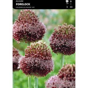 5 x Allium 'Forelock' Bloembollen - Aparte Dieppaarse Bloemen met 'Forelock' Top