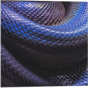 WallClassics - Vlag - Blauw Paarse Slangenhuid - 50x50 cm Foto op Polyester Vlag