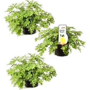 Citroengeranium - 3 stuks - anti-muggen plant - verjaagt wespen - sterke citroengeur - Pelargonium Graveolens