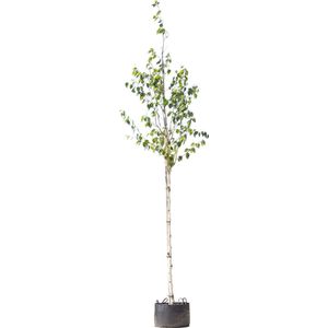 Witte himalaya berk | Betula ut. 'jacquemontii' 10-14 cm | Bomenbezorgd.nl