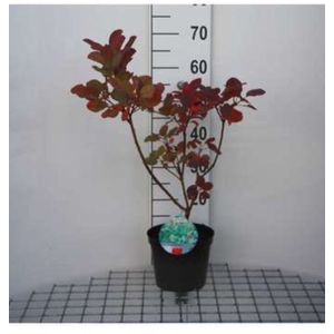 2 x Cotinus cogg. 'Old Fashioned'® - Pruikenboom 40- 60 cm in pot