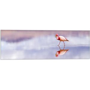 WallClassics - Vlag - Flamingo in het Water - 60x20 cm Foto op Polyester Vlag