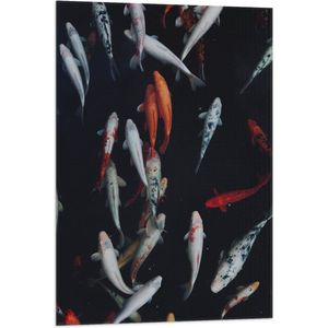 WallClassics - Vlag - Koi Karper Vissen - 60x90 cm Foto op Polyester Vlag