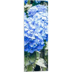 WallClassics - PVC Schuimplaat - Grote Blauwe Hortensia Bloemen - 30x90 cm Foto op PVC Schuimplaat (Met Ophangsysteem)