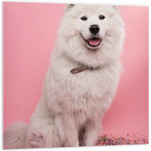 WallClassics - PVC Schuimplaat- Portret van Witte Hond tegen Roze Achtergrond met Confetti - 100x100 cm Foto op PVC Schuimplaat